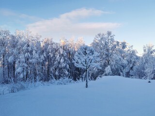 Blick auf Winterwald, Schweden