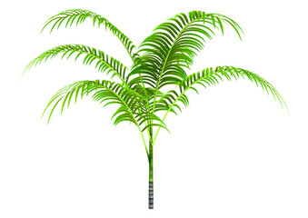 3D Rendering Palm Tree on White