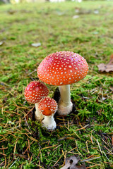 Fly Agaric