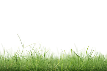 Obraz premium Green grass
