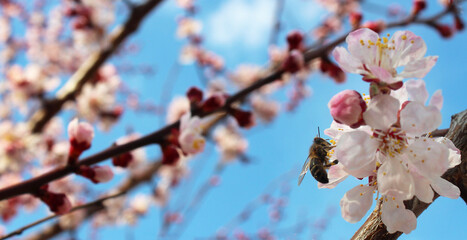 Apricot tree flowers, soft focus. Spring white flowers on a fruit tree branch. Apricot tree in bloom. Spring season, white flowers of apricot tree, close-up. 