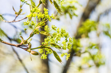 Maple flowers on a blurred background. Photo with place for text.