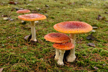 Fly Agaric