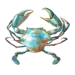 Watercolor blue crab illustration. Seafood object isolated on white background. Marine animal artwork