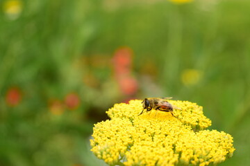 bee on flower