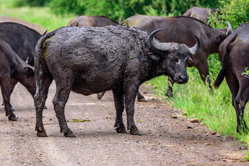Herd of buffalos in Kruger NP, South Africa.