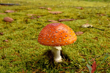 Fly Agaric