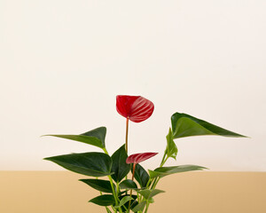 Houseplant red Anthurium andreanum on a bicolore white and beige background. Copy space