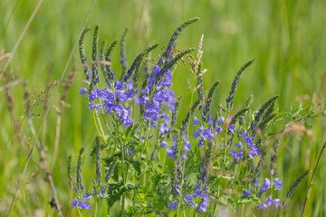 Veronica teucrium flowers on the field in summer
