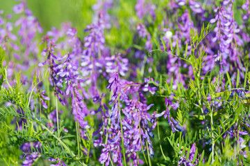 Obraz premium Blooming Vicia cracca on a summer sunny day