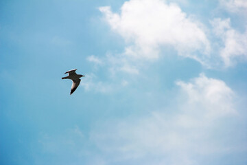 a white gull flying in the blue sky