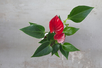 Houseplant red Anthurium andreanum on a grey background. Flat lay. Home gardening