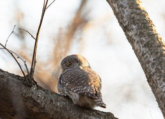 Eurasian pygmy owl sitting on a tree branch