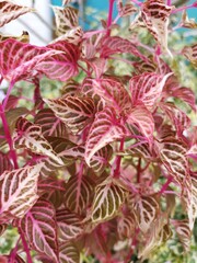 Plant with Pretty Red Leaves