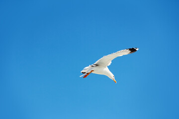 a white gull flying in the blue sky
