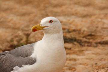 seagull standing on sandy ground