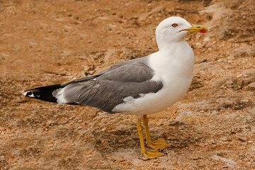 seagull standing on sandy ground
