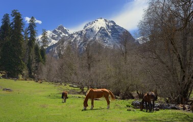 Obraz premium Spring in mountains