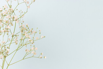 Closeup of gypsophila flower in front of blue pastel background. Fragility spring concept with copyspace.
