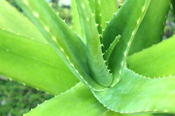 Close up of aloe vera plant growing in the garden.