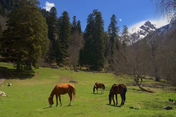 Horses in mountains