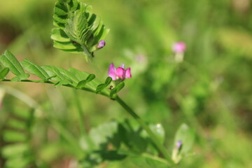 カラスノエンドウ。　　野川公園・自然観察園(東京都小金井市）にて