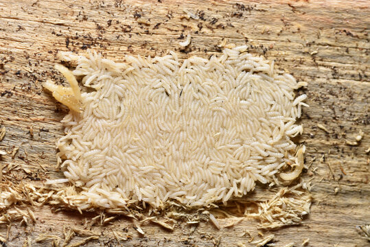 Asticothérapie Images Parcourir 2,566 le catalogue de photos