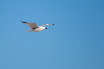 Fototapeta na wymiar Seagull flying on clear blue sky. Birds and freedom concept