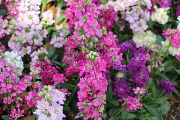 Obraz premium pink flowers in the garden