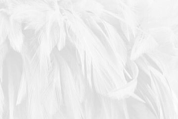 Beautiful white grey bird feathers pattern texture background.