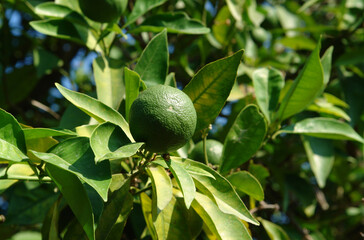 Green key lime fruit (Citrus aurantiifolia) on a tree in the garden, close-up, copy space for text