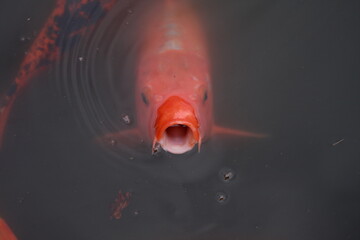 Koi