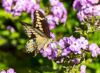 Fototapeta na wymiar Swallowtail butterfly balancing on light purple phlox flowers. The giant swallowtail is the largest butterfly in North America