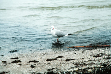 Möve am Strand.