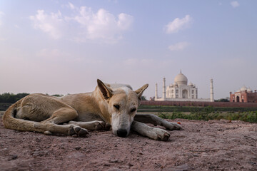 a dog and beautiful taj mahal in background.