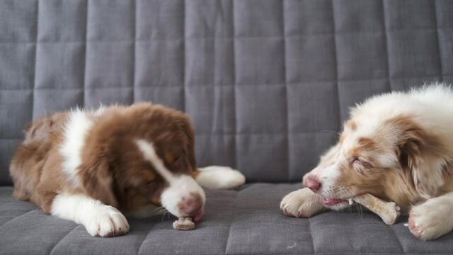 4k. Two small funny Australian shepherd puppy red merle dog