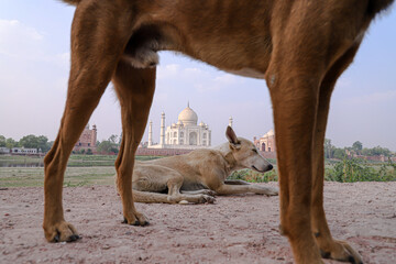 a dog and beautiful taj mahal in background.