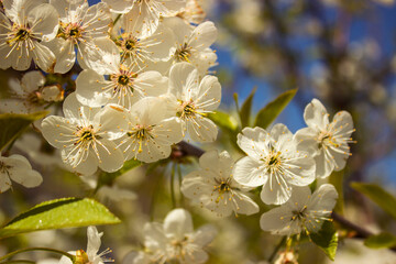 Blooming branch of sweet cherry tree. Spring cherry blossom in garden, soft focus. White fruit flowers on blurred background. Natural backgrounds.