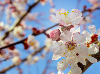 Apricot tree flowers, soft focus. Spring white flowers on a fruit tree branch. Apricot tree in bloom. Spring season, white flowers of apricot tree, close-up. 