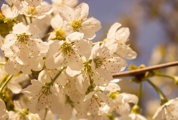 Blooming branch of sweet cherry tree. Spring cherry blossom in garden, soft focus. White fruit flowers on blurred background. Natural backgrounds.