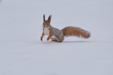 Squirrel sits at feet on snow and looks interestedly upwards.