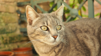 Beautiful grey cat posing as seen in a house garden