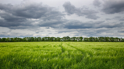 Young green barley with spikelets on the field in cloudy and light rain. Beautiful nature landscape.