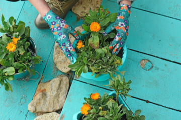 Planting a flower in pots in the garden. gloved hands plant a flower in the ground
