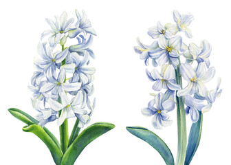 Watercolor flowers white hyacinths on isolated background, botanical illustration.