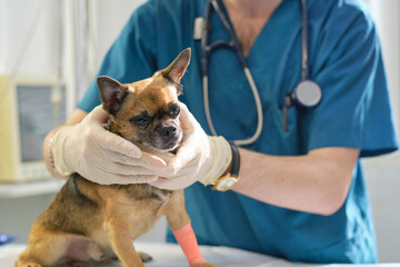 checking lymph nodes. Professional veterinarian palpates some lymph nodes in a canine patient....