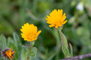 Close up of Calendula flower, is a genus species of annual and perennial herbaceous plants in the...