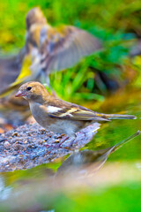 Chaffinch, Fringilla coelebs, Forest Pond, Mediterranean Forest, Castile and Leon, Spain, Europe