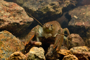 ニホンザリガニ