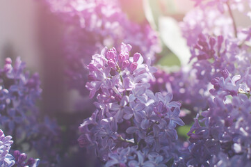 Macro shots of purple lilac buds, soft focus.